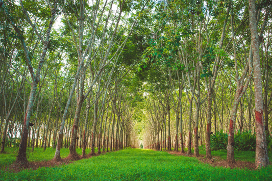 The Timeless Journey of Latex: From Tree Sap to Sleep Sanctuary